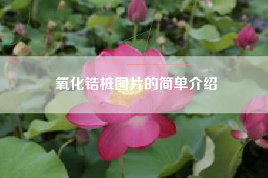 氧化锆桩图片的简单介绍