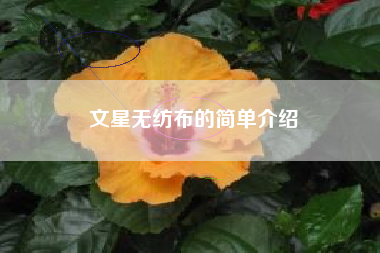 文星无纺布的简单介绍