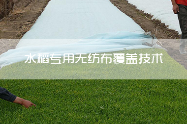 水稻专用无纺布覆盖技术.jpg